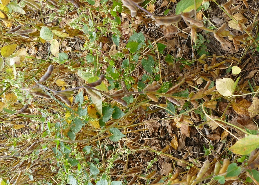 Soybeans in a field.